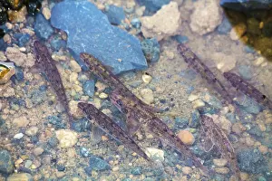 Gudgeon (Gobio gobio)