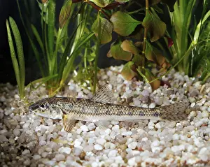 Gudgeon (Gobio gobio), Grundling Gressling