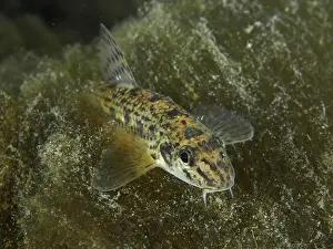 A gudgeon (Gobio gobio) swims in a natural water landscape