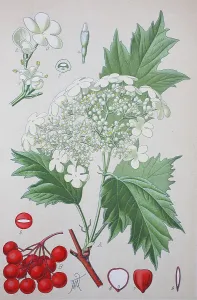 Guelder rose (Viburnum opulus)