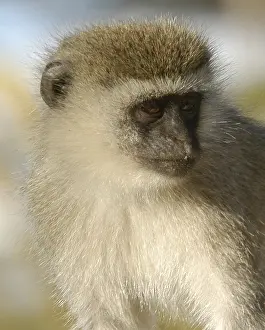 Guenon, Serengeti National Park, Tanzania, Africa
