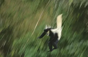 Guereza (Colobus abyssinicus)