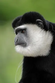 Guereza, Mantled guereza or Black and White Colobus Monkey (Colobus guereza)
