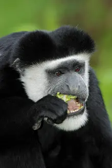 Guereza, Mantled guereza or Black and White Colobus Monkey (Colobus guereza)