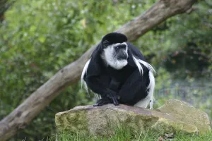 Guereza on a stone