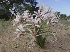 Guernsey lily (Nerine laticoma)
