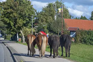 Four guided horses on the sidewalk
