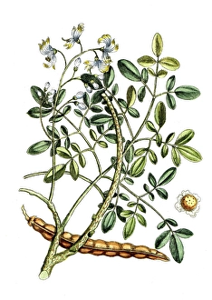 Guilandina moringa, horseradish tree, digital reproduction of a historical model, between 1790 and 1810