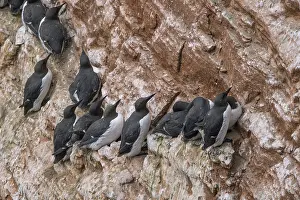 Guillemot, Heligoland
