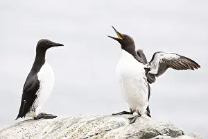 Guillemot (Uria aalge), bird with open beak flapping its wings