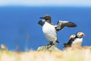 Guillemot (Uria Aalge) in habitat