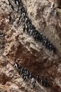 Guillemots on Heligoland
