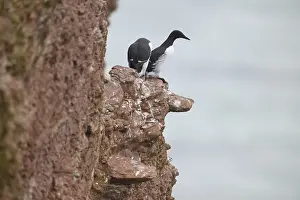 Two guillemots (Uria aalge)