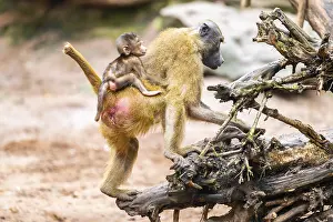 Guinea baboon (Papio papio) mother with her youngster walking