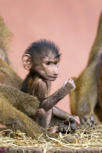 Guinea baboon (Papio papio) new born youngster at its mother