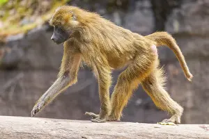 Guinea baboon (Papio papio) running on a tree trunk