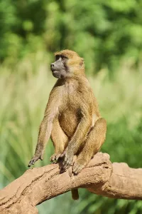 Guinea baboon (Papio papio), sitting on a fallen tree