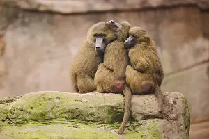 Guinea baboon (Papio papio) sitting on a tree