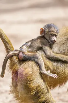 Guinea baboon (Papio papio) youngster hanging on its mothers back