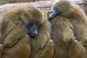Guinea baboons, also known as sphinx baboons or guinea baboon (Papio papio)