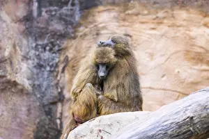 Guinea baboons (Papio papio) sitting in a group and cuddeling each other