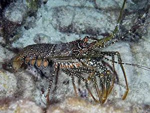 Category Coral Reefs DE Prints: Guinea chick crayfish (Panulirus guttatus) moves over the sandy seabed