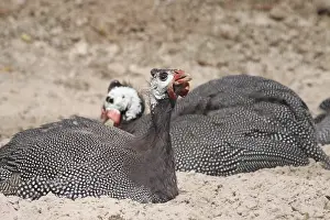 Guinea fowl