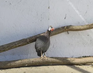 Guinea fowl in a cage. Taman, Krasnodar Krai