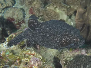 Guinea fowl pufferfish (Arothron meleagris)
