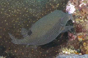 Guinea fowl pufferfish (Arothron meleagris)