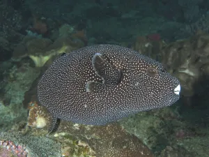 Guinea fowl pufferfish (Arothron meleagris)