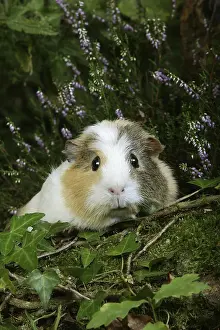 Guinea Pig (cavia porcellus)