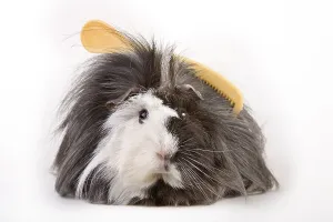 Guinea pig with comb