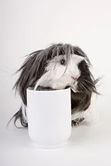 Guinea pig with a cup