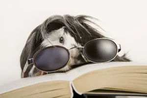 Guinea pig with glasses and book