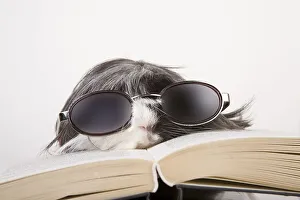 Guinea pig with glasses and book