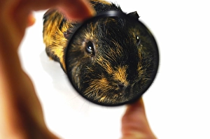 A Guinea Pig Head enlarged