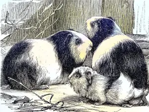 Guinea Pig pig, Cavia cobaya, Historic