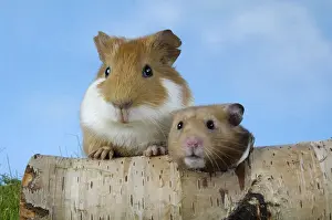 Guinea Pig Pig and Golden Hamster, indoor, studio
