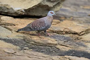 Guinea Pigeon (Columba guinea)