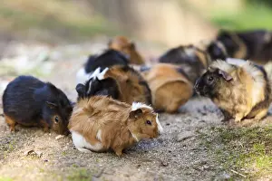 Guinea pigs.Cavia porcellus