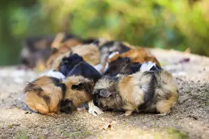 Guinea pigs.Cavia porcellus