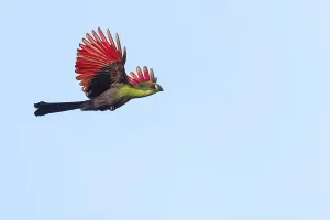 Guinea turaco (Tauraco persa), family of native turacos