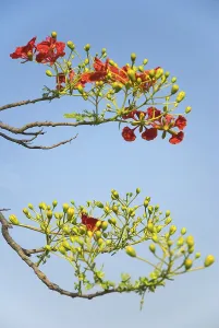 Gul Mohur delonix regia on tree