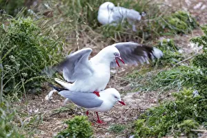 Gulls (Larinae), Otago Peninsula