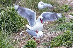 Gulls (Larinae), Otago Peninsula