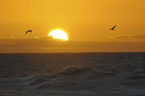 Gulls at sunset at the Atlantic Ocean