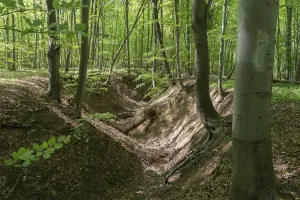 Gully in a beech forest, on Etter Mountain