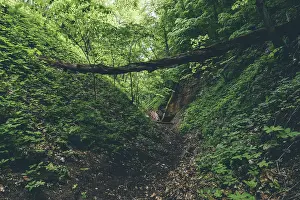 Gully with fallen trees and cave entrance in forest