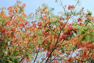 Gulmarg Or Gul Mohur Delonix regia tree with blue sky in background